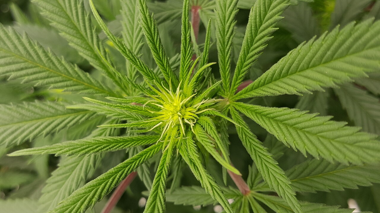 102919 Skunk #1 Flip Day 13 6.jpg