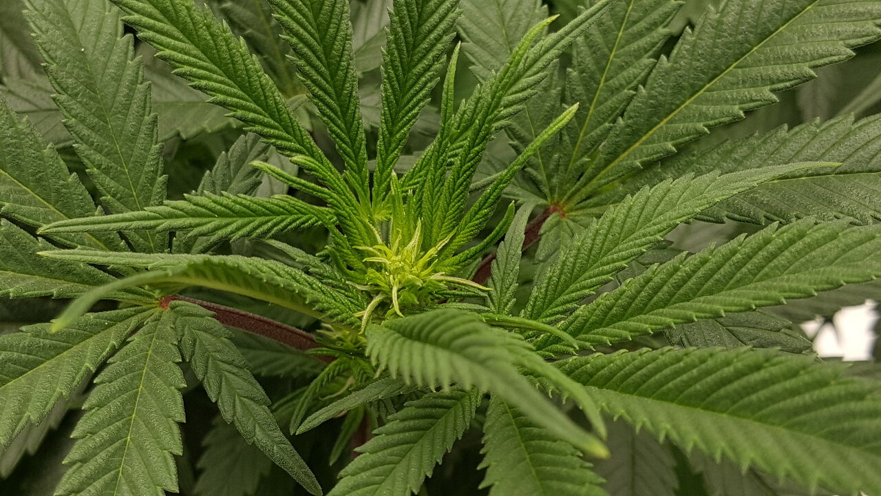 102919 Skunk #1 Flip Day 13 7.jpg