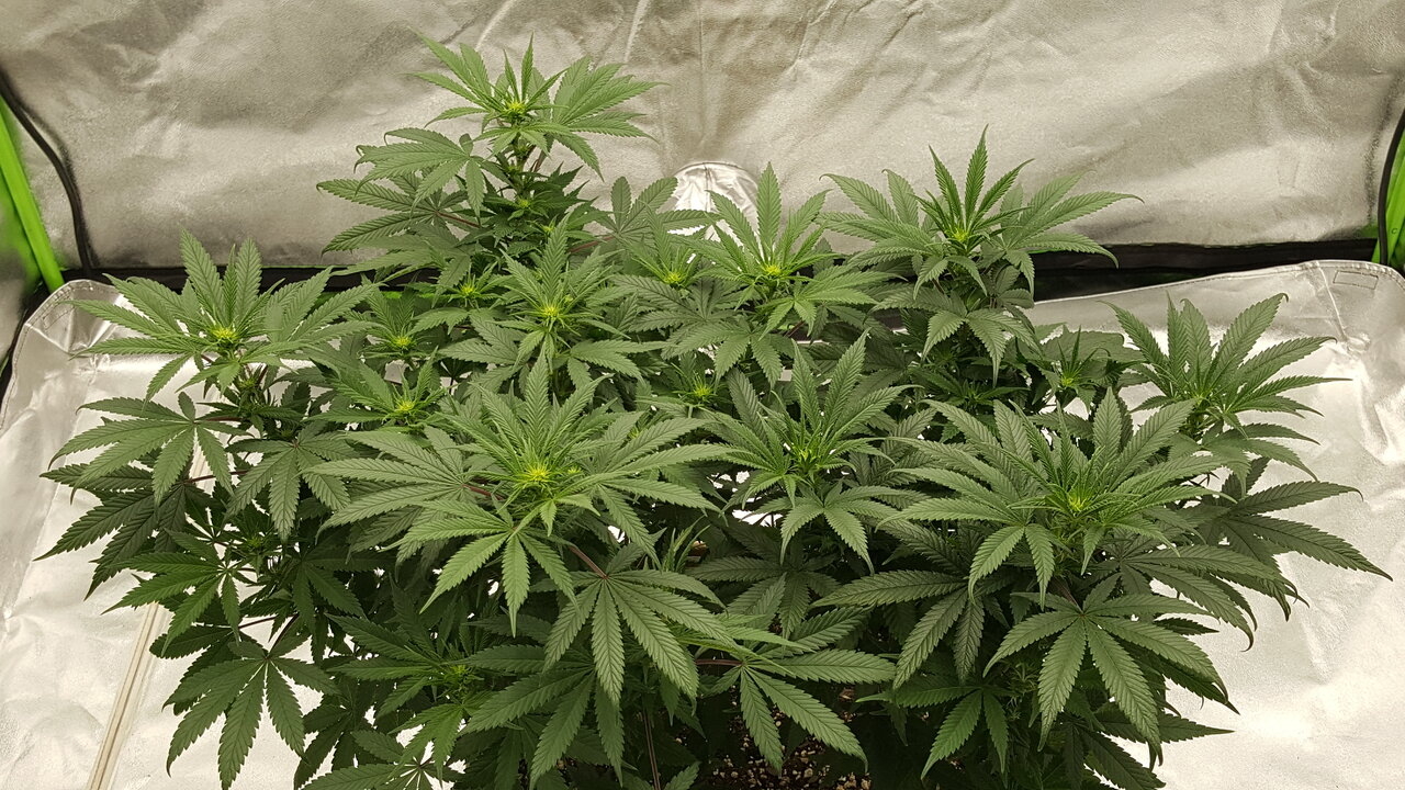 102919 Skunk #1 Flip Day 13 8.jpg