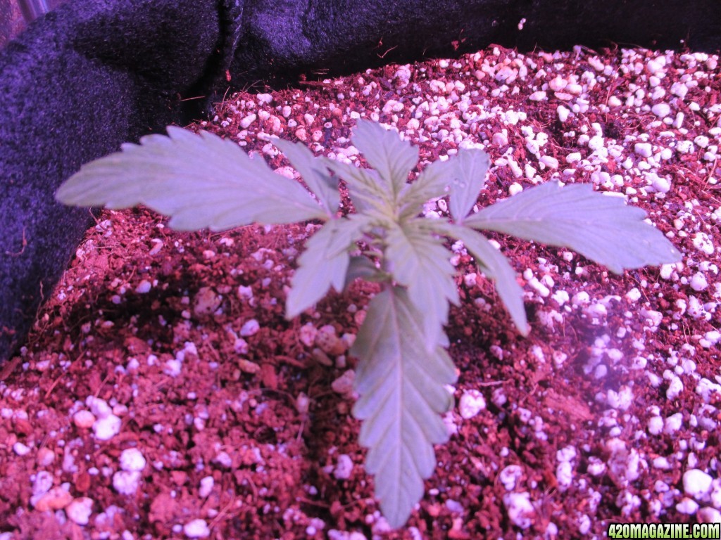 11.18.17 grow pics