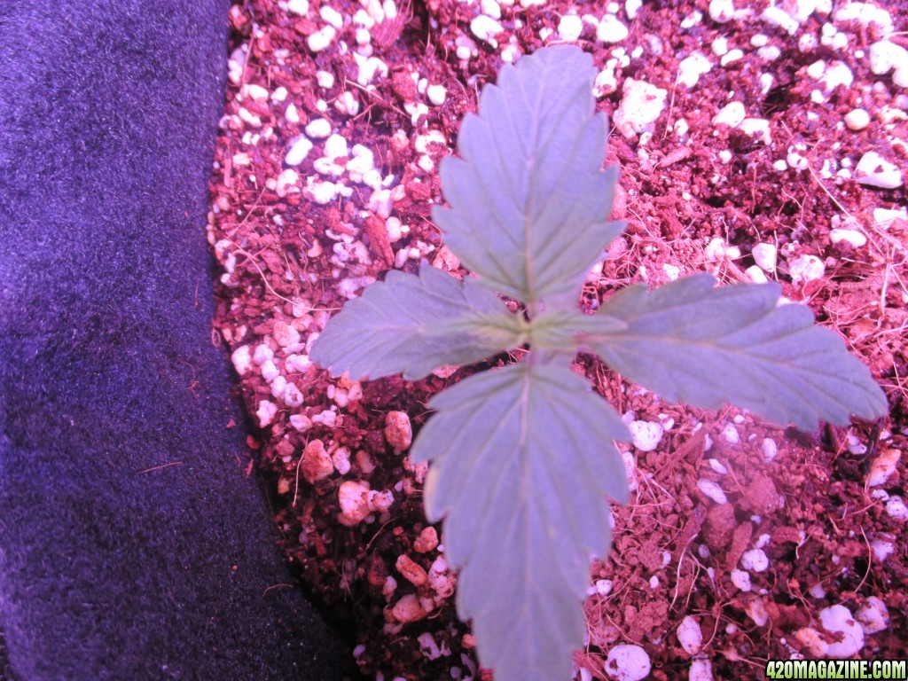 11.18.17 grow pics