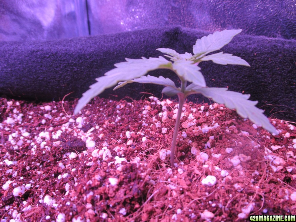 11.18.17 grow pics