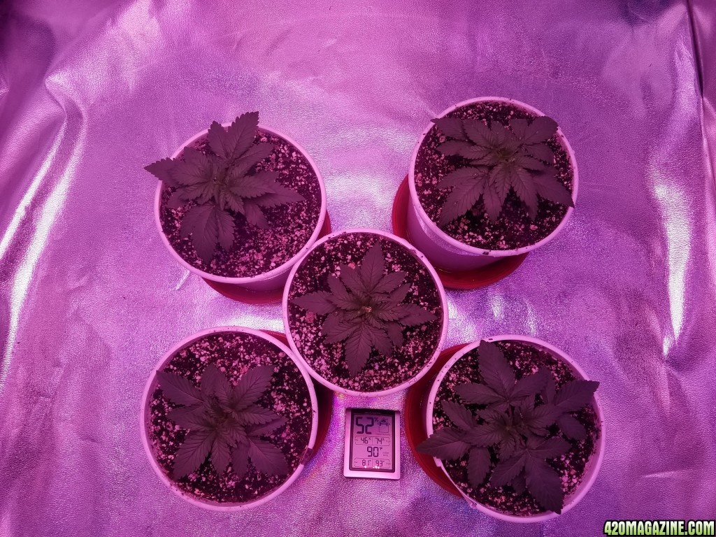 11 Days From Seed