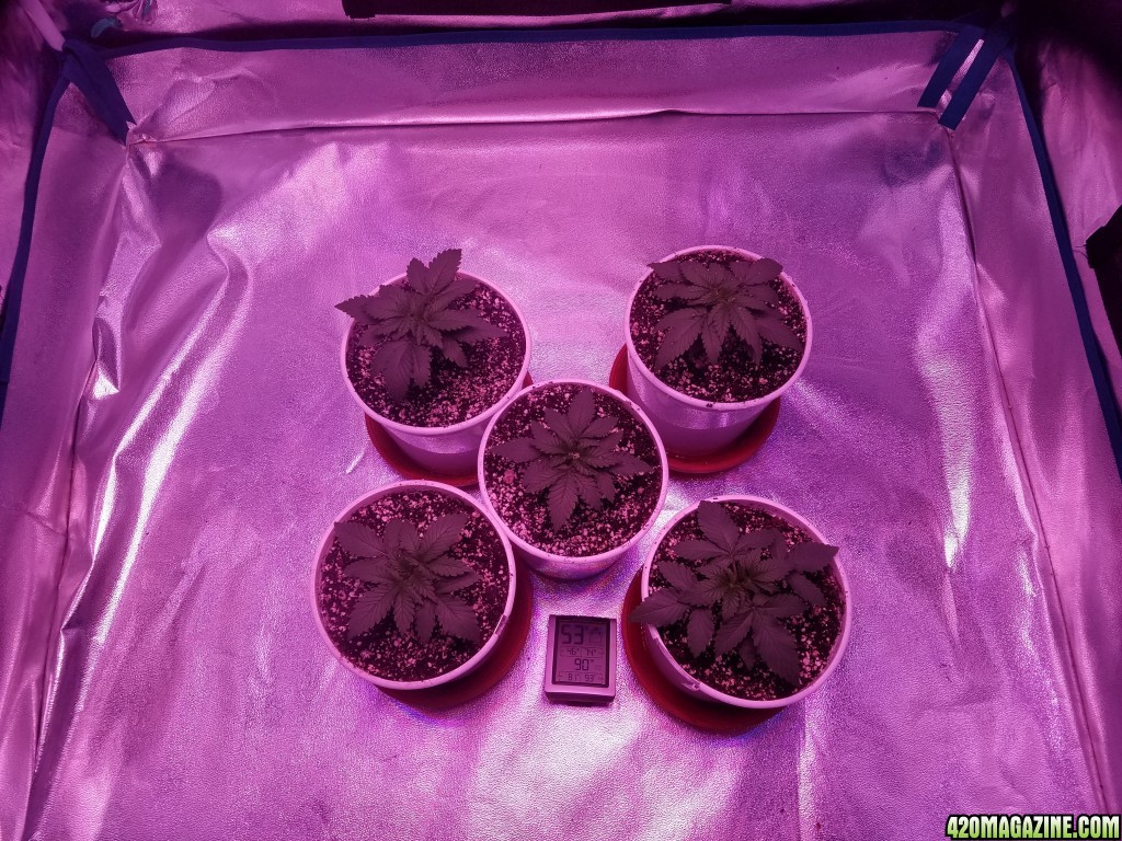 11 Days From Seed