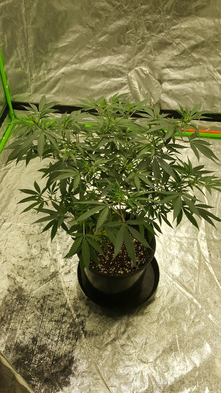 110119 Zkittlez Veg Day 68 1.jpg