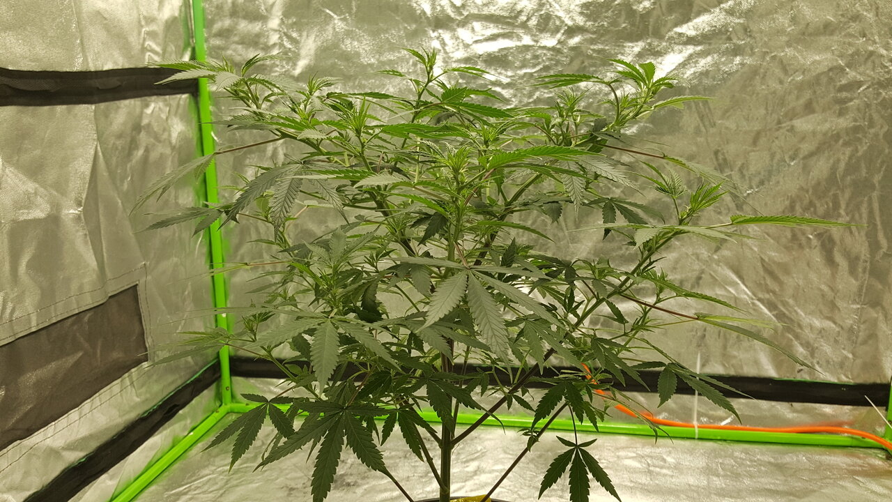 110119 Zkittlez Veg Day 68 2.jpg