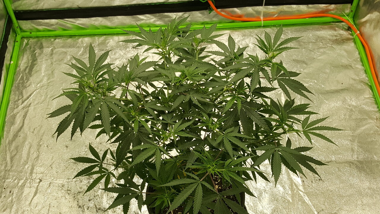 110119 Zkittlez Veg Day 68 8.jpg