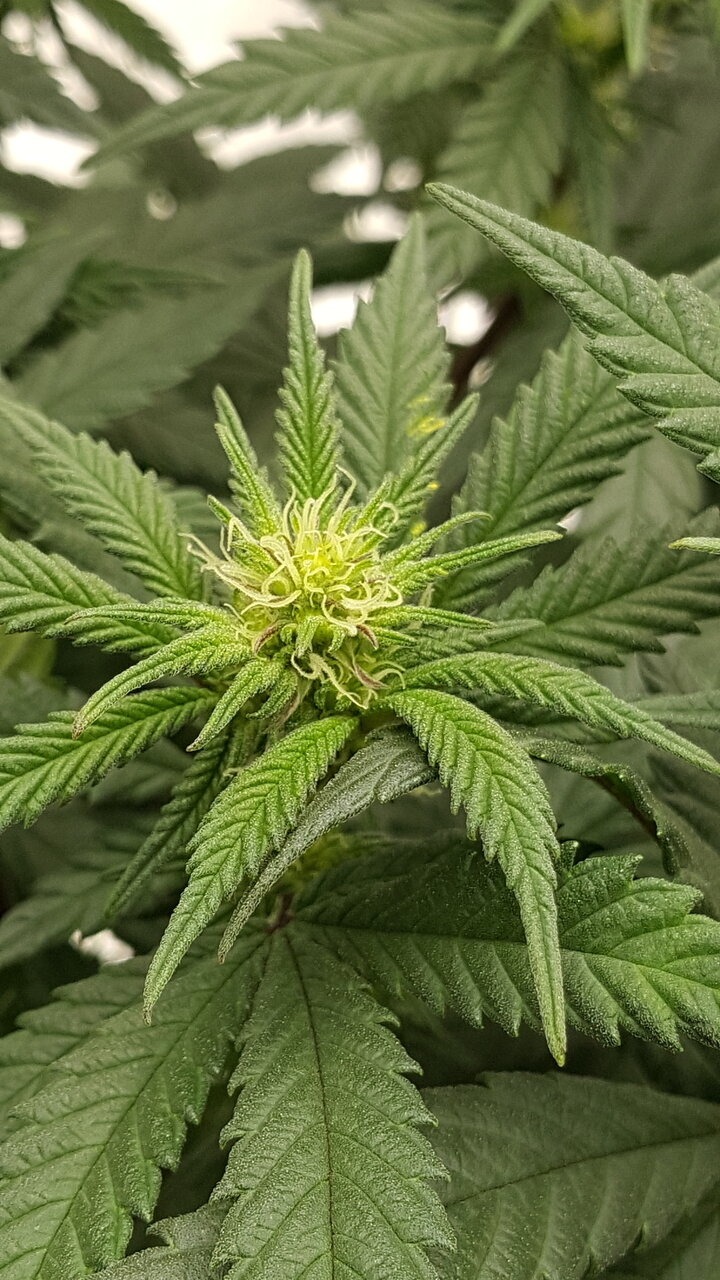 110319 Hindu Kush Flip Day 18 7.jpg