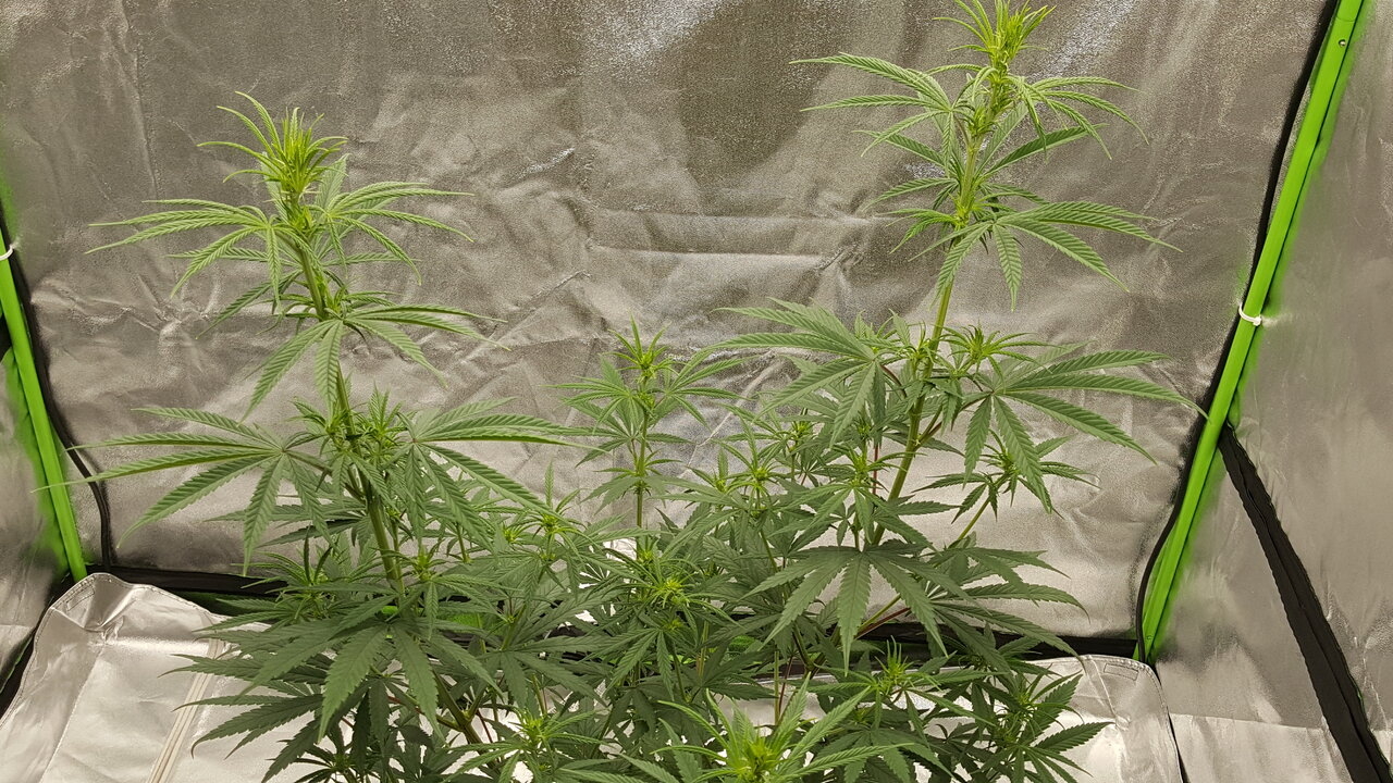 110319 Panama Haze Flip Day 18 3.jpg