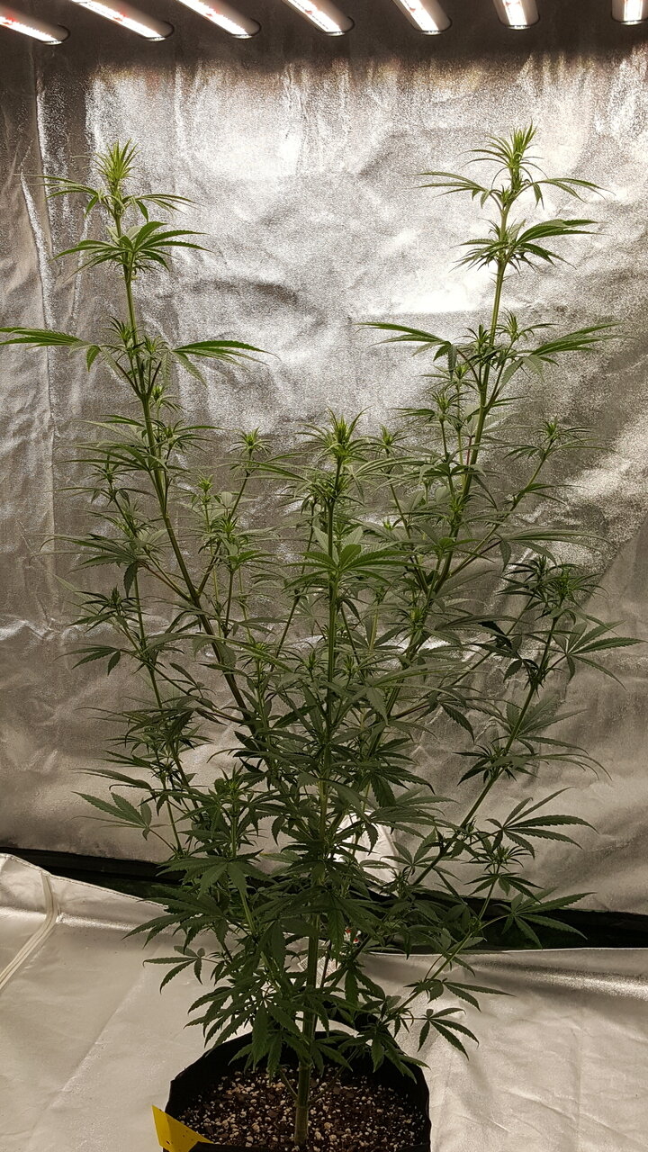 110319 Panama Haze Flip Day 18 8.jpg