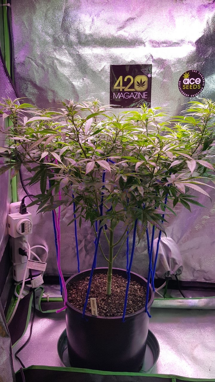 111418  Amherst Sour Diesel Veg Day 74 2.jpg