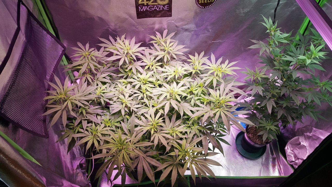 111418  Amherst Sour Diesel Veg Day 74 4.jpg