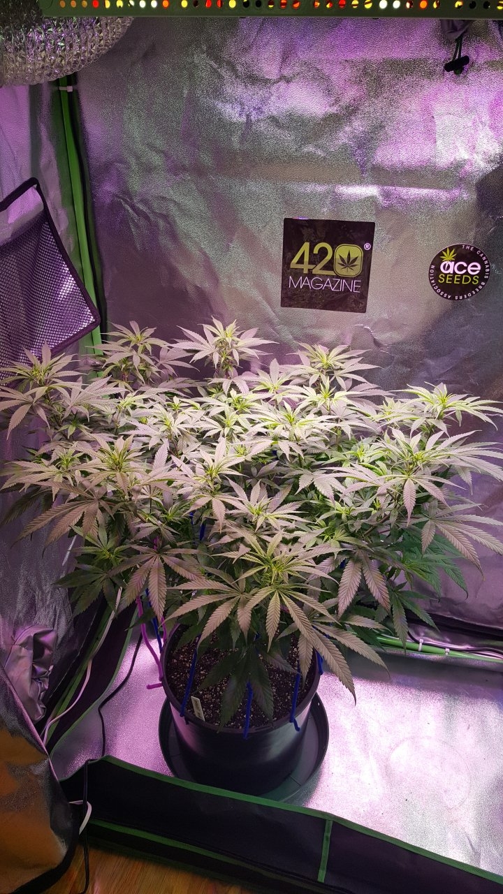 111418  Amherst Sour Diesel Veg Day 74 6.jpg