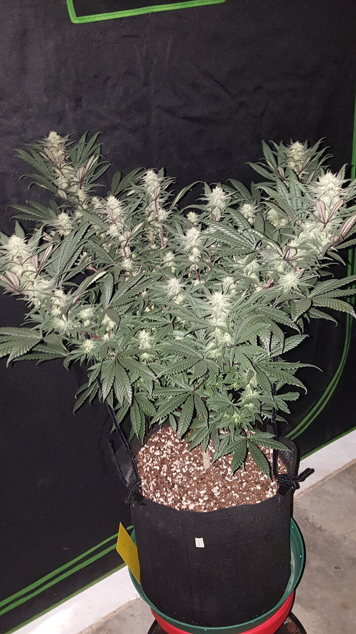 111619 Hindu Kush Flip Day 31 1.jpg