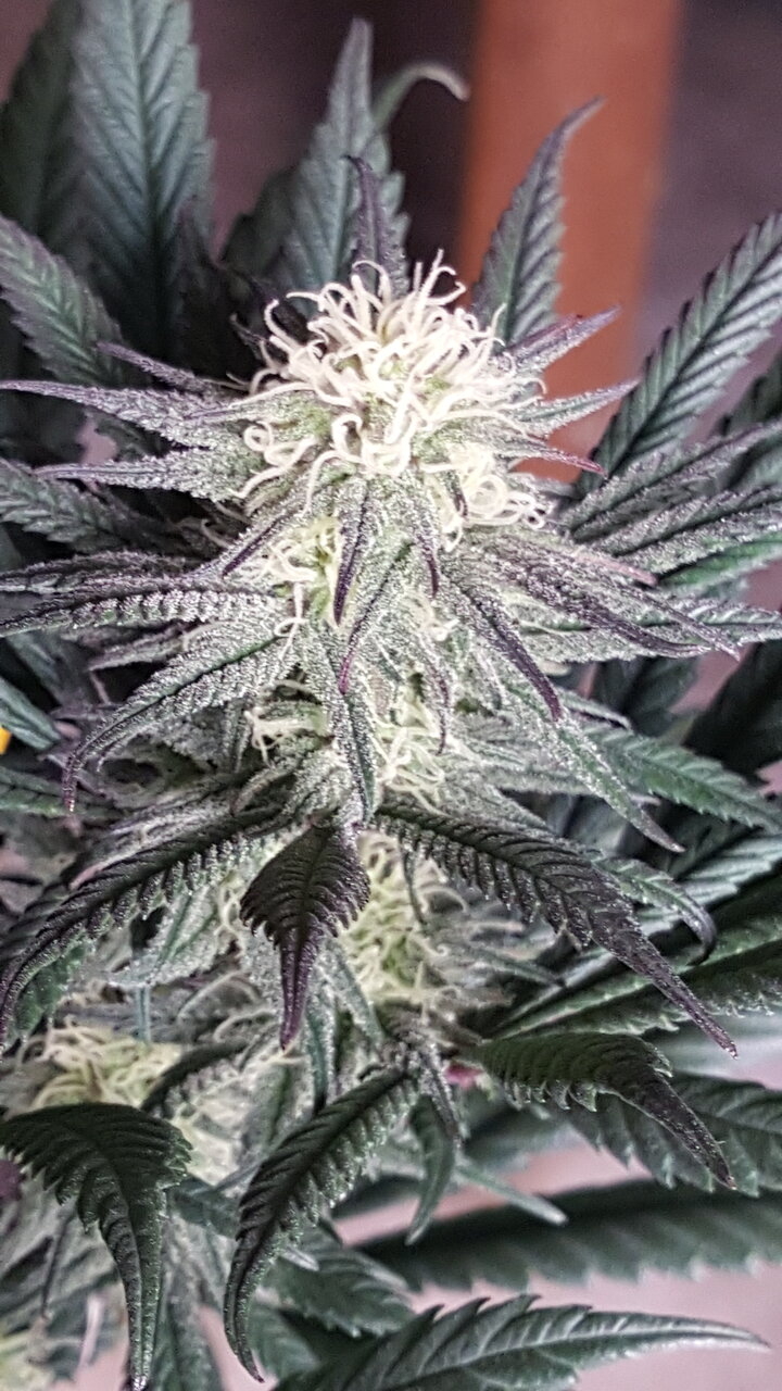 111619 Hindu Kush Flip Day 31 10.jpg