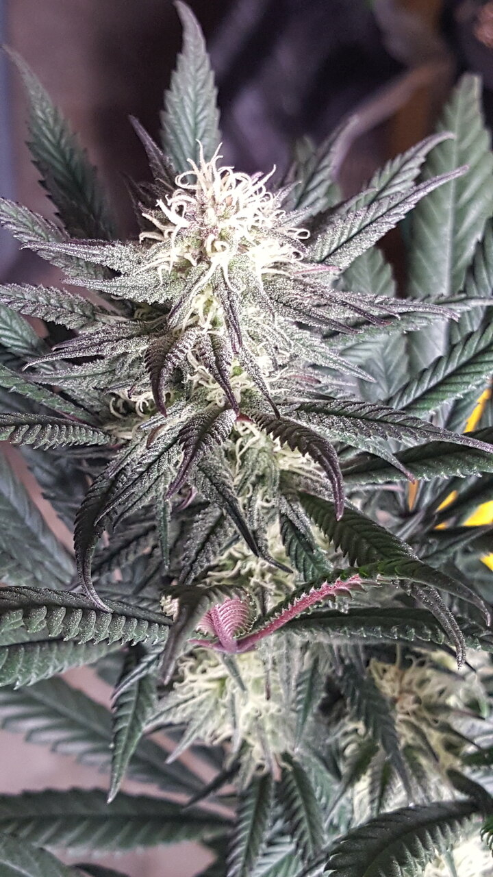 111619 Hindu Kush Flip Day 31 13.jpg