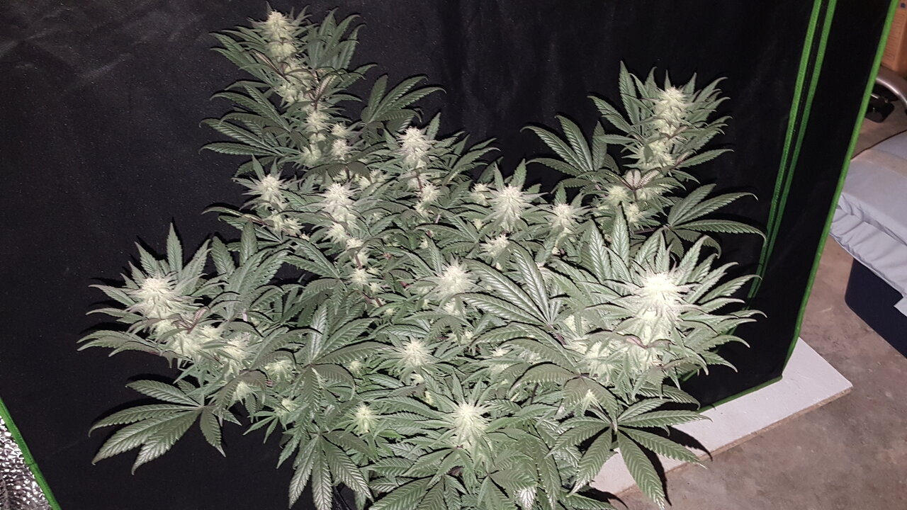 111619 Hindu Kush Flip Day 31 2.jpg