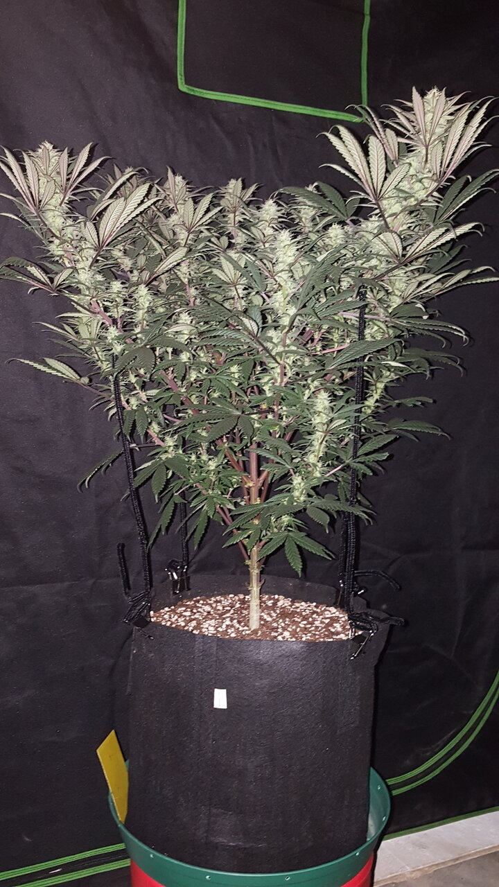 111619 Hindu Kush Flip Day 31 3.jpg