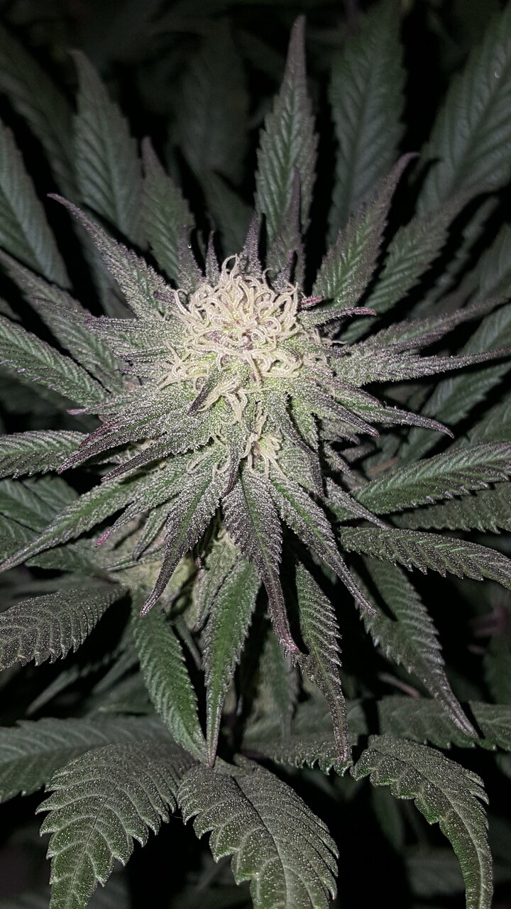 111619 Hindu Kush Flip Day 31 5.jpg