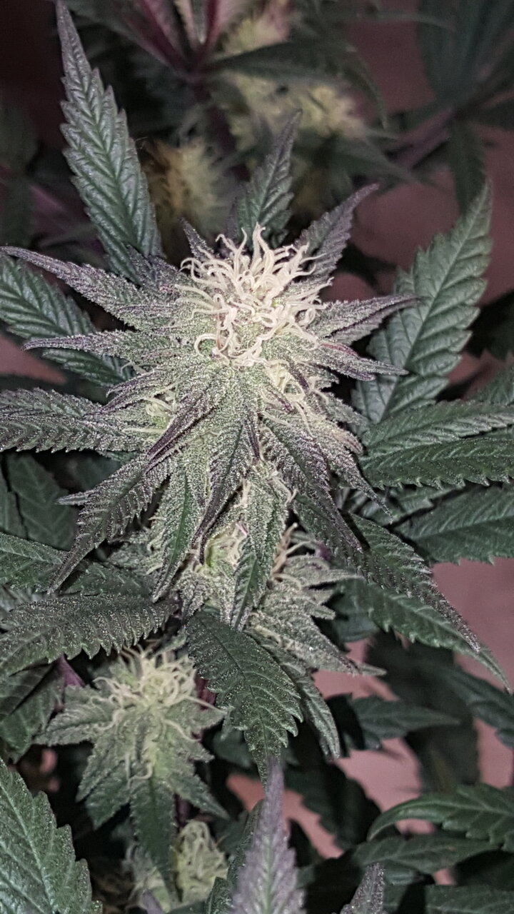 111619 Hindu Kush Flip Day 31 8.jpg