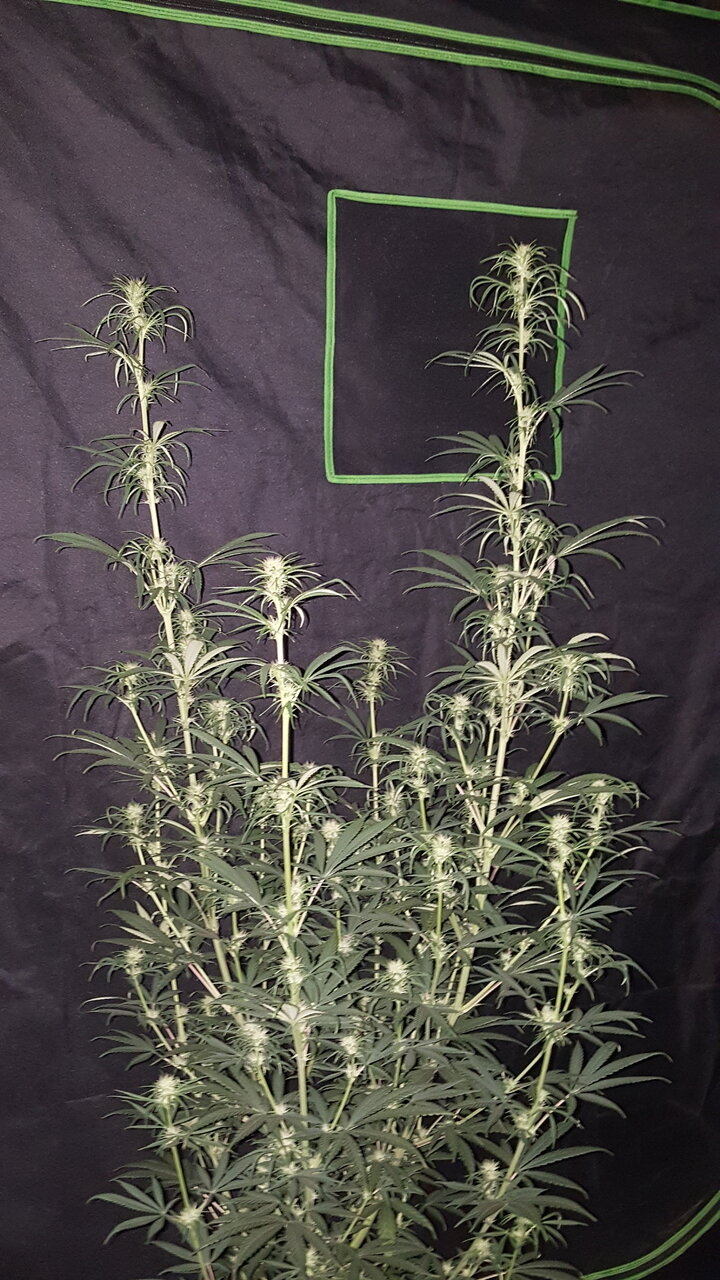 111619 Panama Haze Flip Day 31 2.jpg