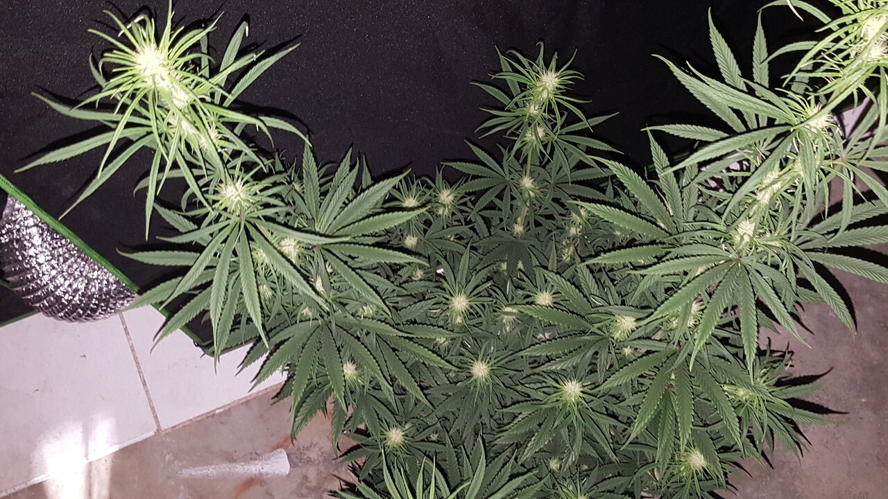 111619 Panama Haze Flip Day 31 6.jpg