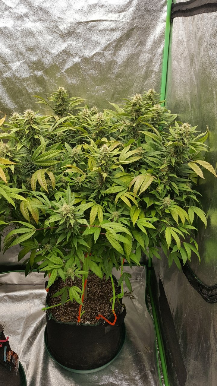 111818 Hawaiian Mayan Gold Flip Day 38 Day 28 With Hairs 9.jpg