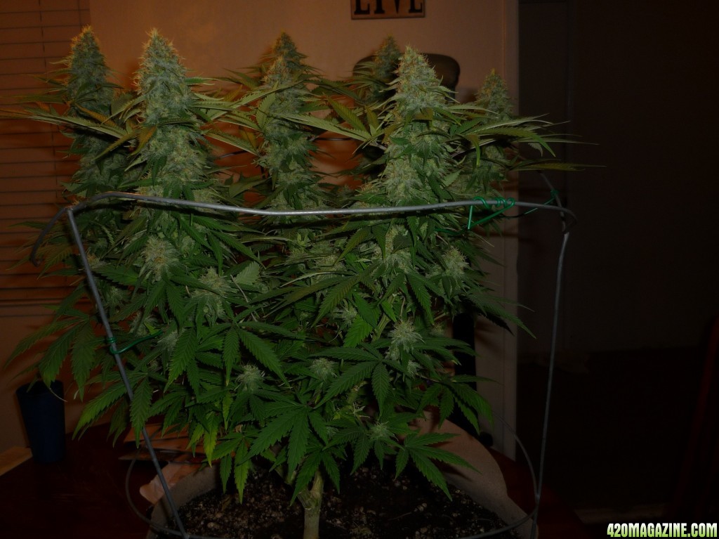 11212015 Kosher Kush Sharksbreath Day 42 Bloom