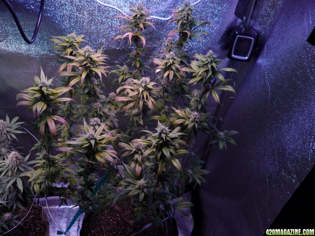 11212015 Kosher Kush Sharksbreath Day 42 Bloom