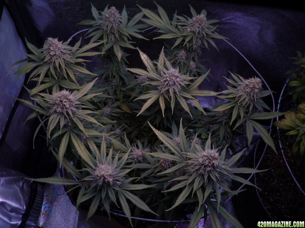 11212015 Kosher Kush Sharksbreath Day 42 Bloom