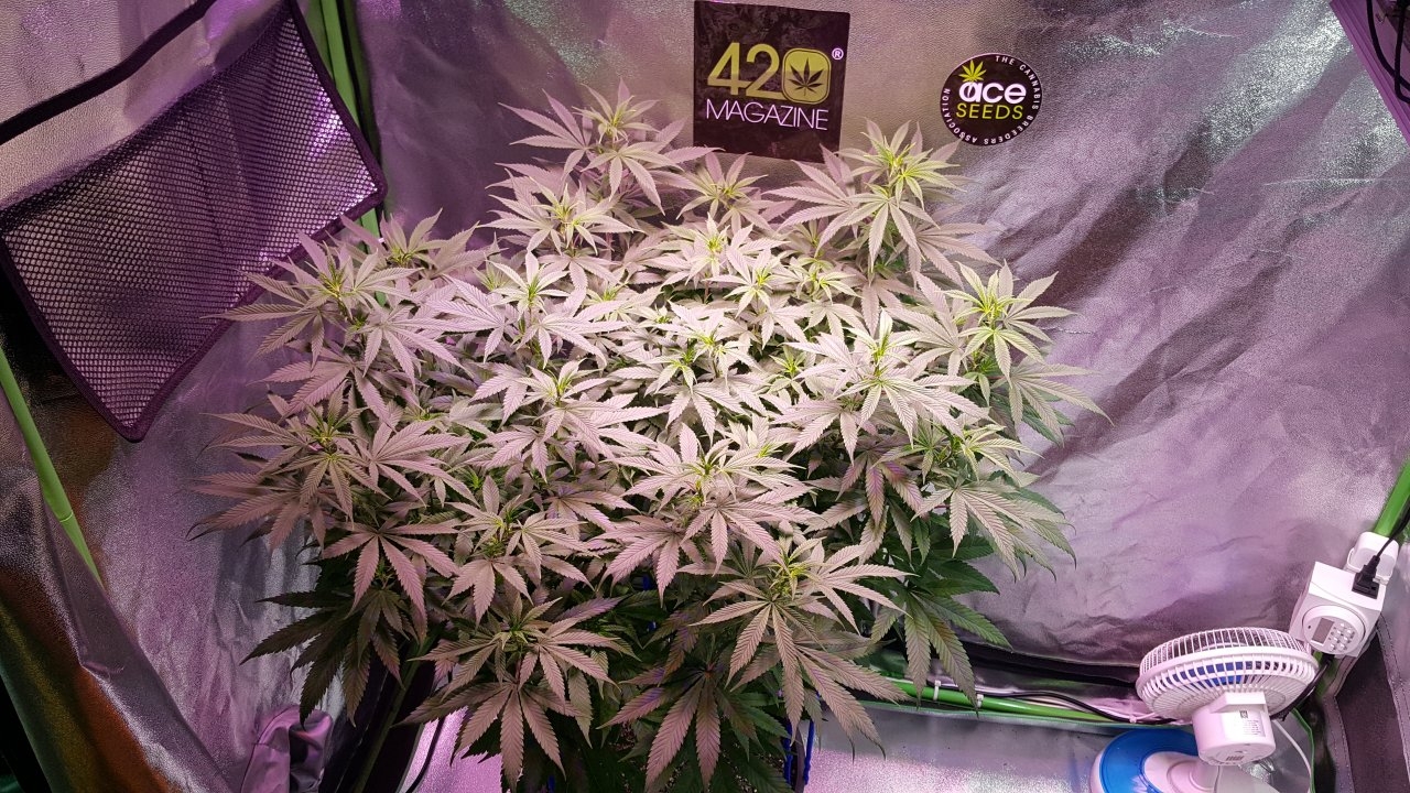 112418 Amherst Sour Diesel Veg Day 84 1.jpg