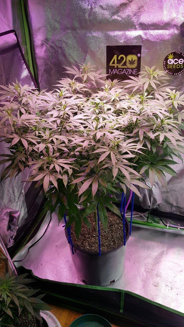 112418 Amherst Sour Diesel Veg Day 84 2.jpg