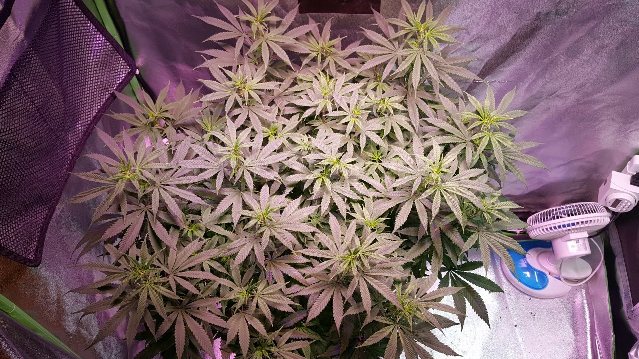 112418 Amherst Sour Diesel Veg Day 84 3.jpg