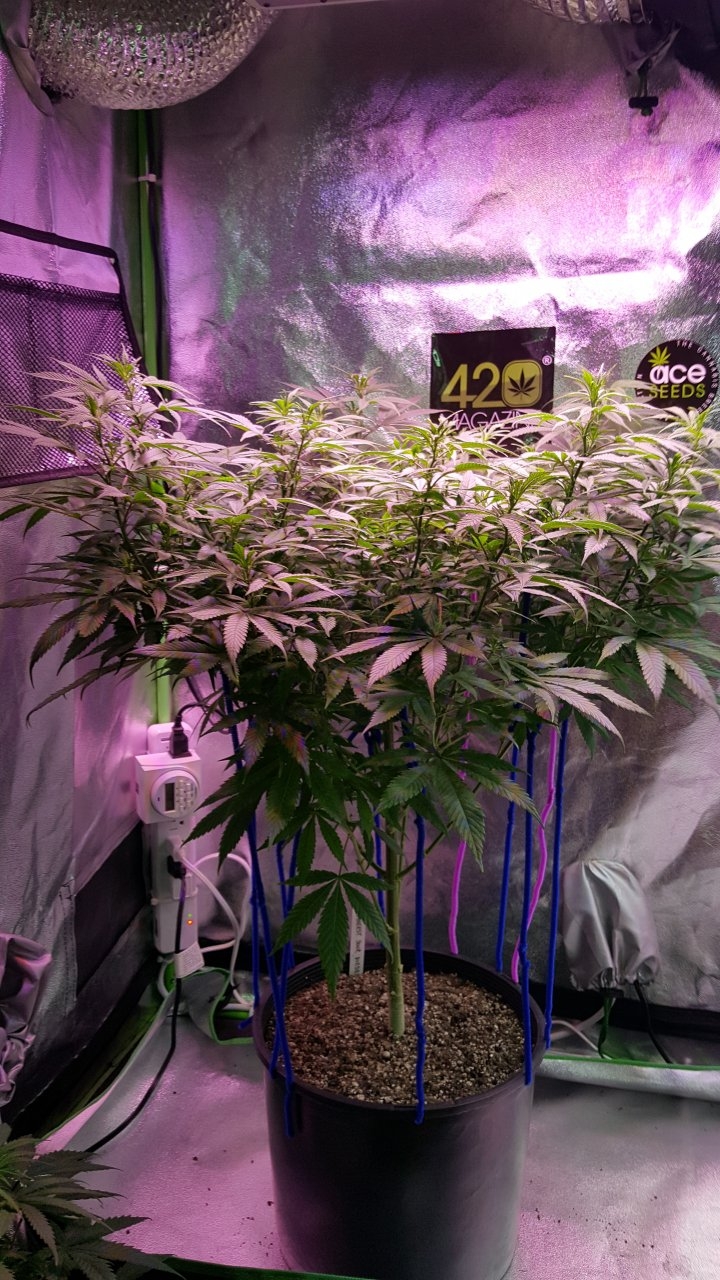 112418 Amherst Sour Diesel Veg Day 84 5.jpg