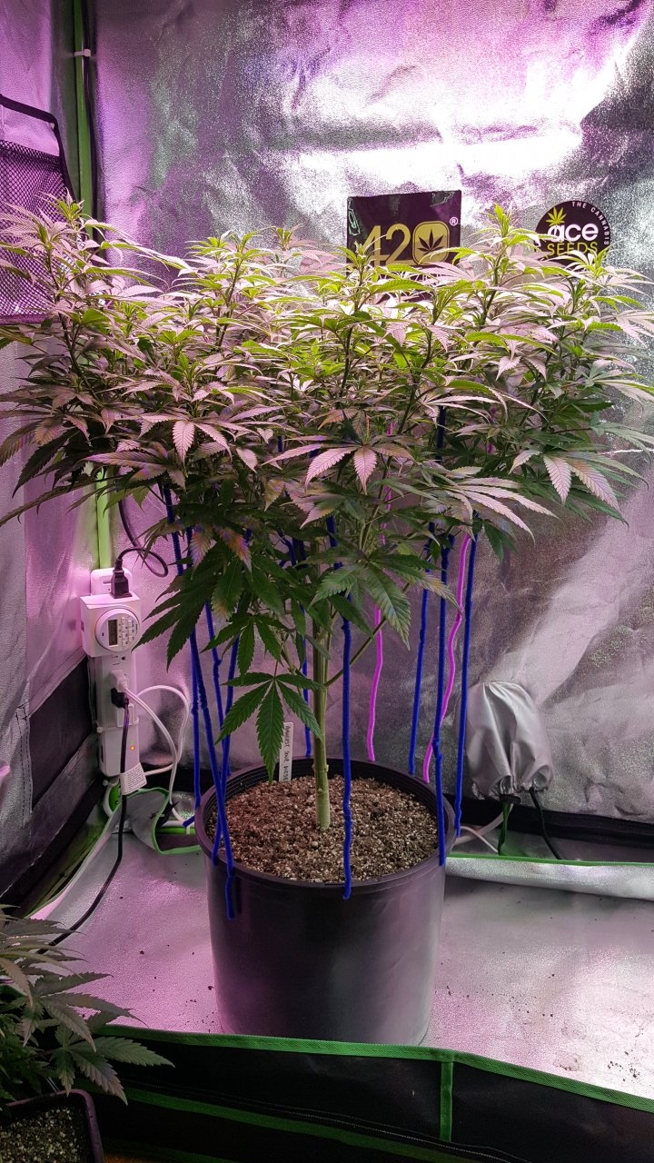 112418 Amherst Sour Diesel Veg Day 84 6.jpg