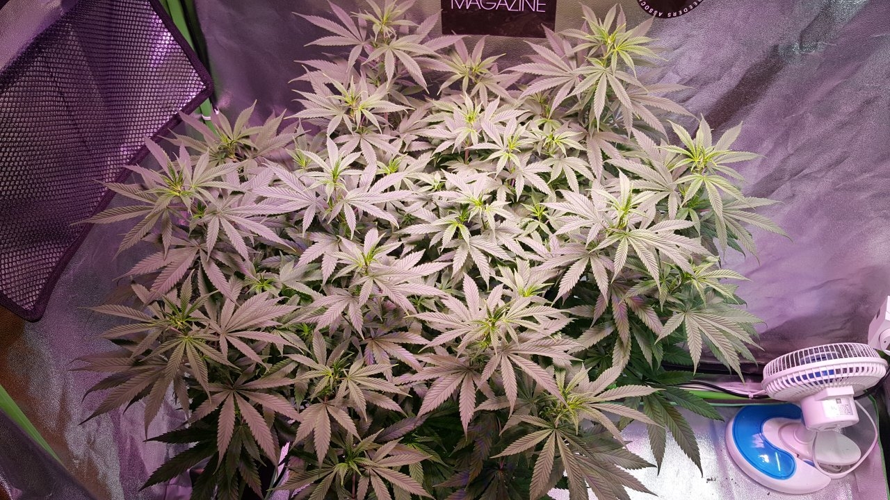 112418 Amherst Sour Diesel Veg Day 84 8.jpg