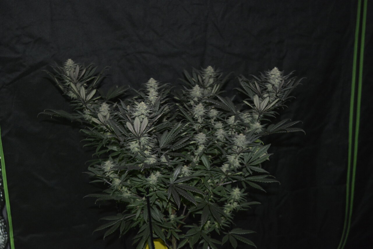 112419 Hindu Kush Flip Day 39 1.JPG