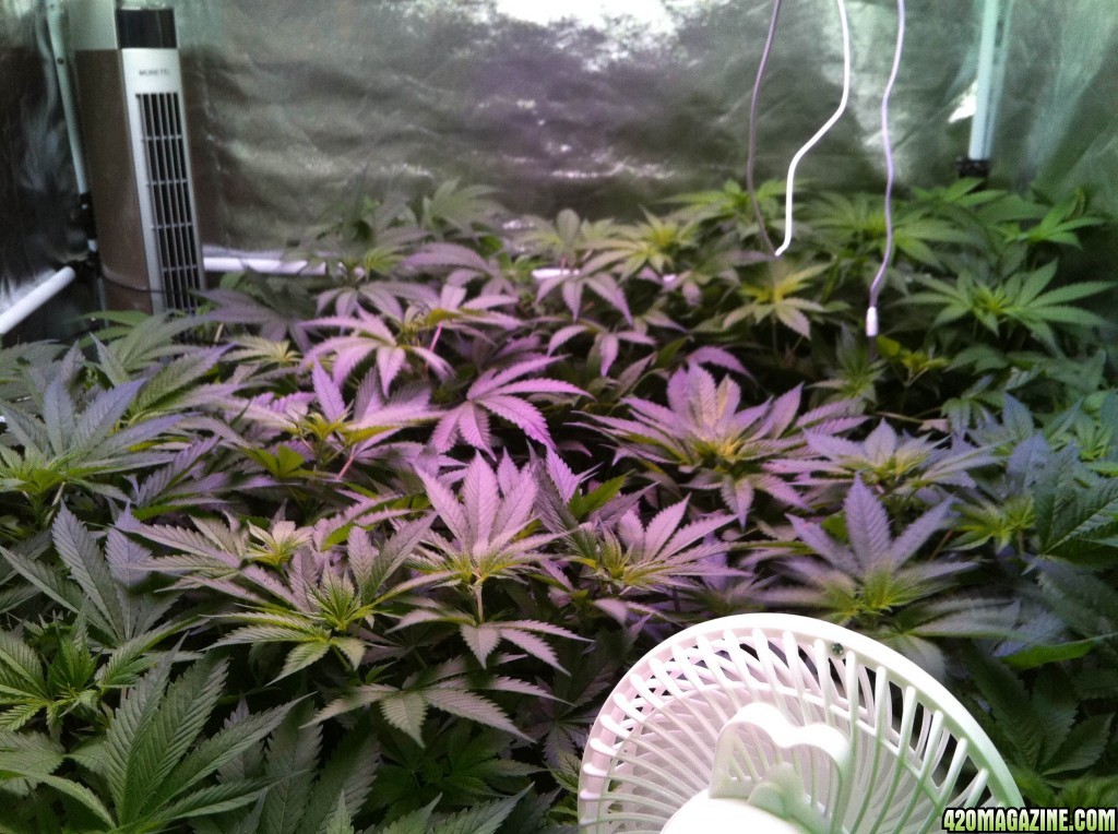 12/12/14 day 4  flower