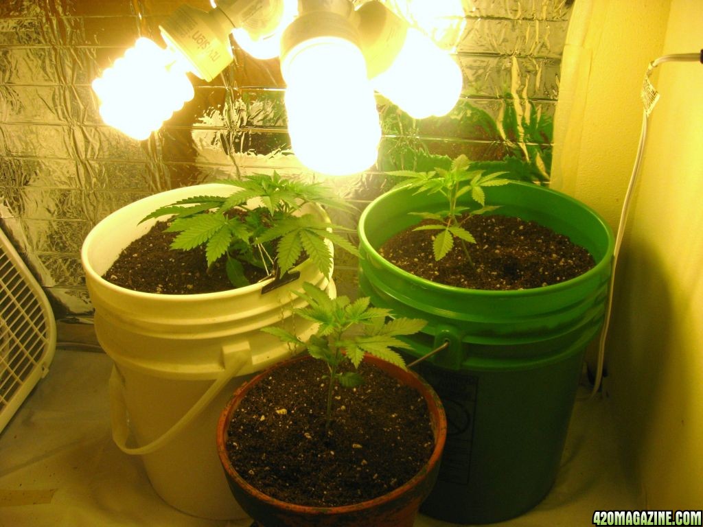 12/12 CFL grow