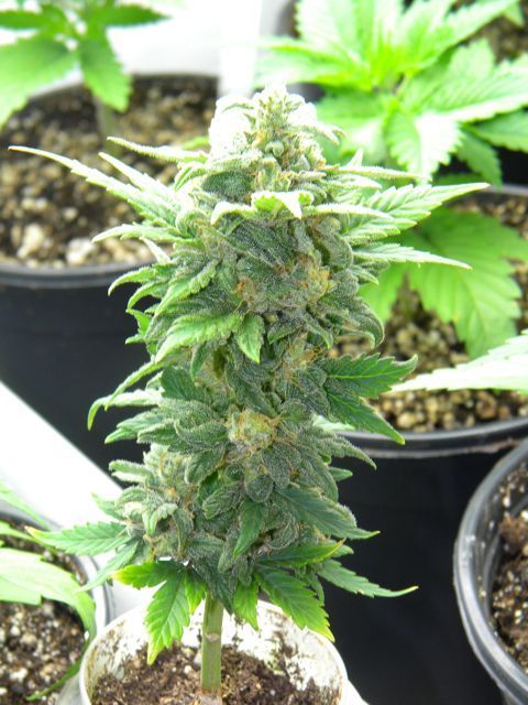 12-12-from-clone-tiny-bud.jpg