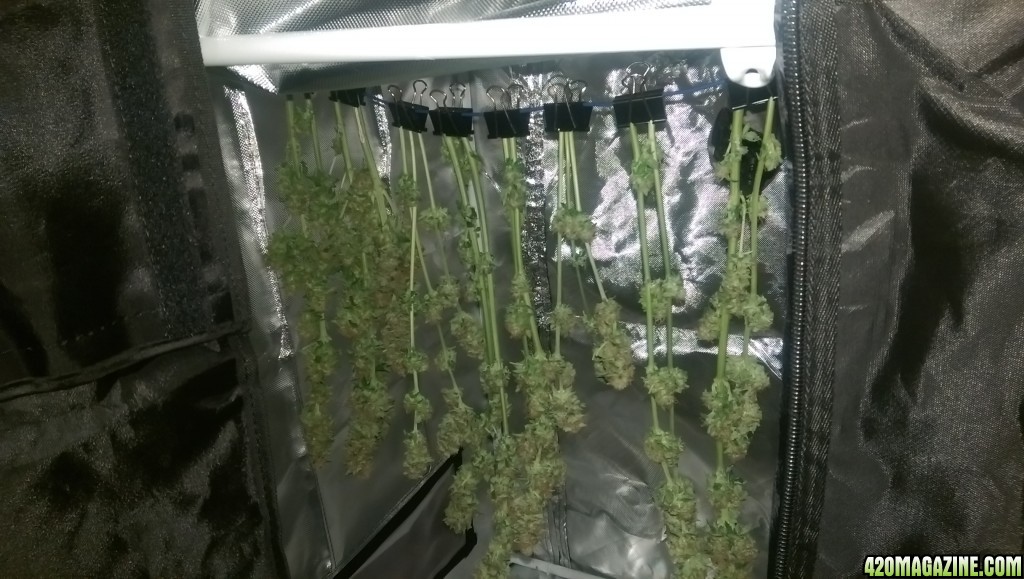 12-15 WW harvest