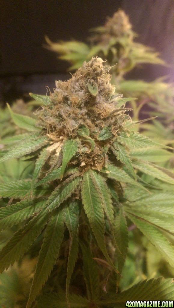 12-19 Blue Kush