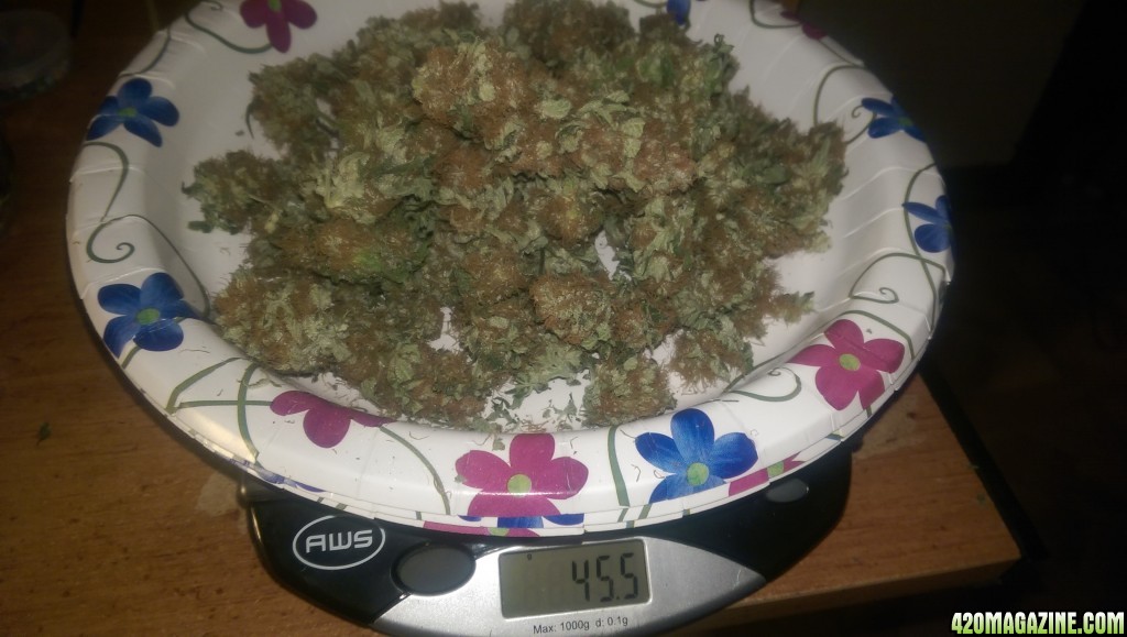 12-19 White Widow Weight