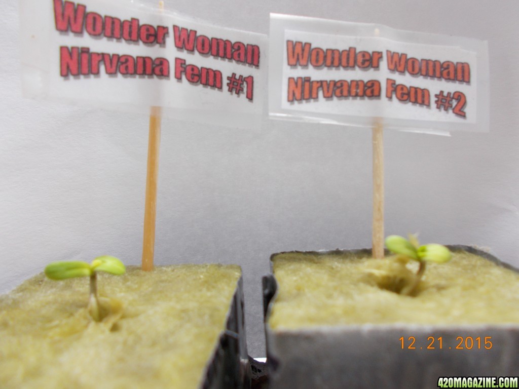 12-21 Wonder Woman sprouts