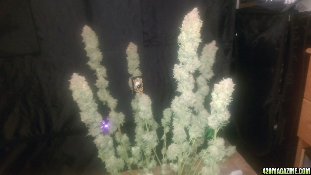 12-24 Blue Kush Harvest