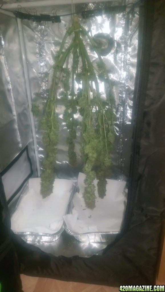 12-24 Blue Kush Harvest