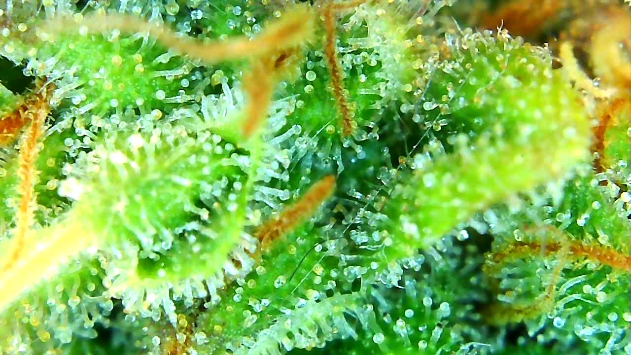 12-29-19 Trichomes (1).JPG