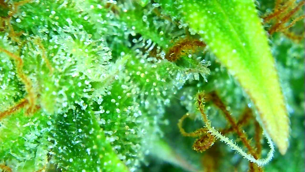 12-29-19 Trichomes (12).JPG