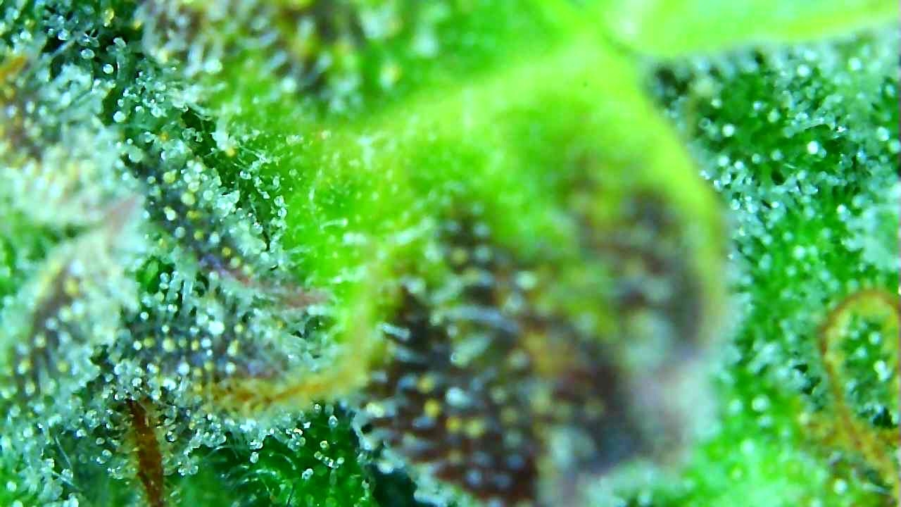 12-29-19 Trichomes (2).JPG