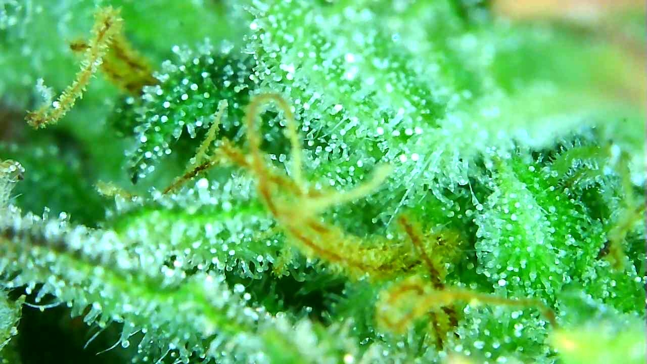 12-29-19 Trichomes (4).JPG